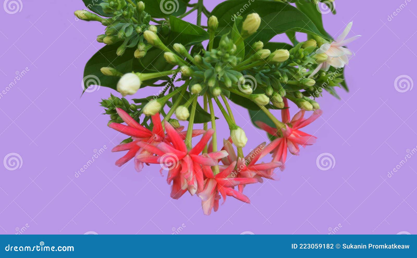 Bouquet Et Fleurs Rampantes De Rangoon Rouge D'une Manière Agitée Sur Un  Fond Mauve Clair Concept Minimal Photo stock - Image du vert, beau:  223059182