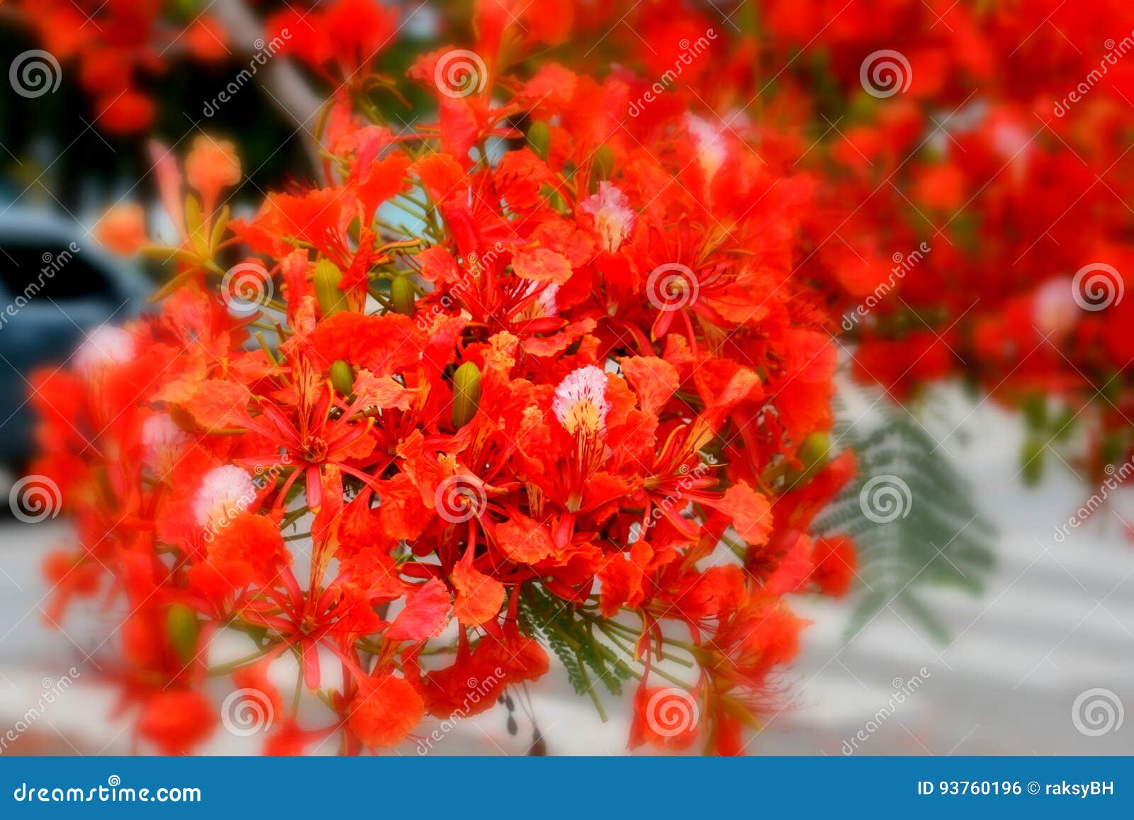 Bouquet of Fiery Red Flame Tree Flowers in Bloom Stock Photo - Image of ...