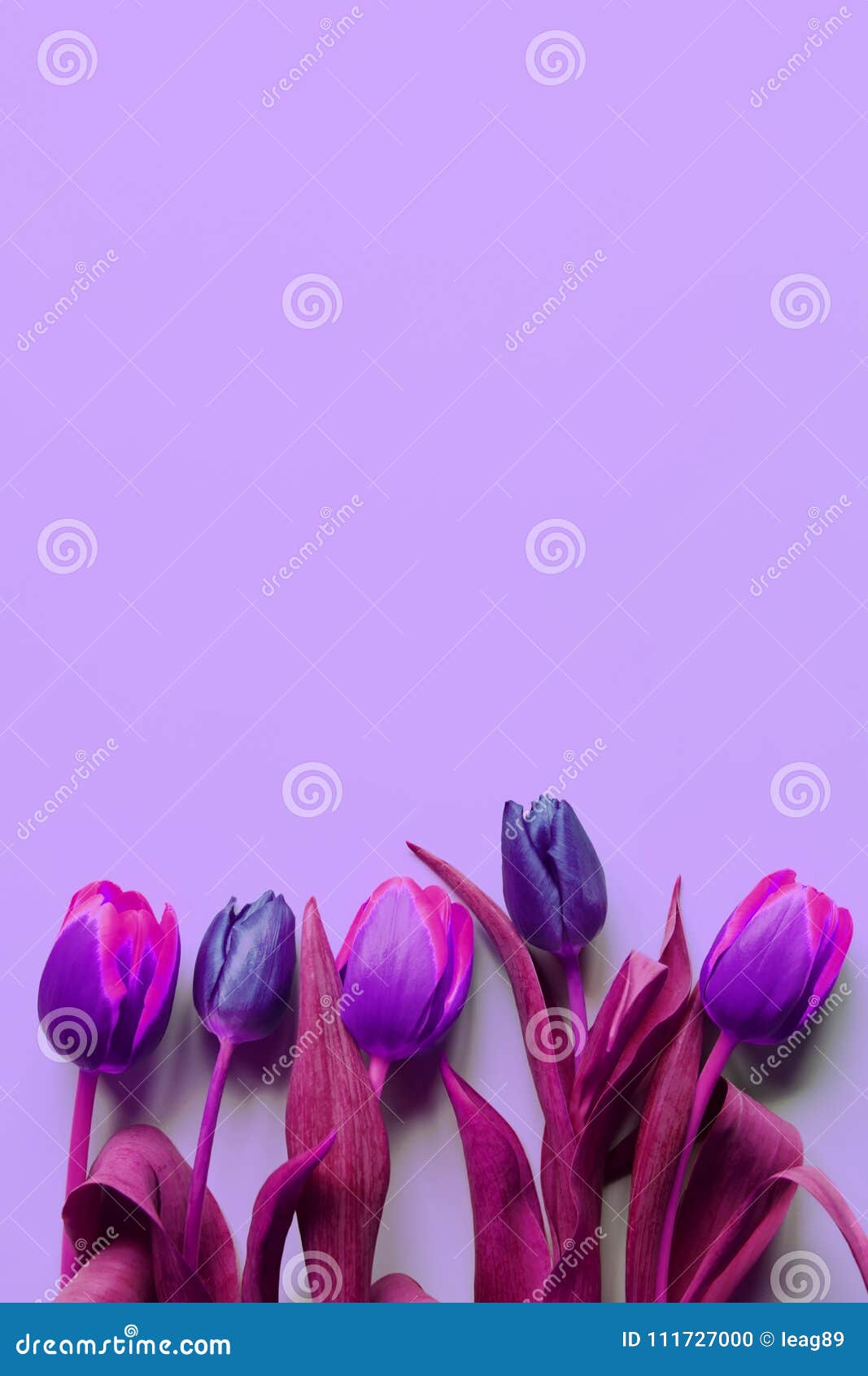 Bouquet of Five Colorful Violet, Purple and Pink Tulips on Light Purple ...