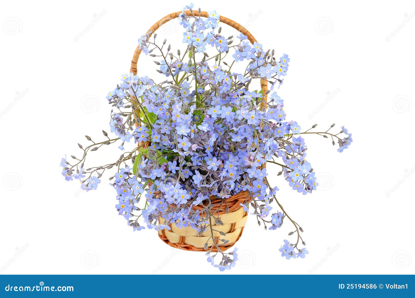 Bouquet of Flowers Stock Photo Image of delicate