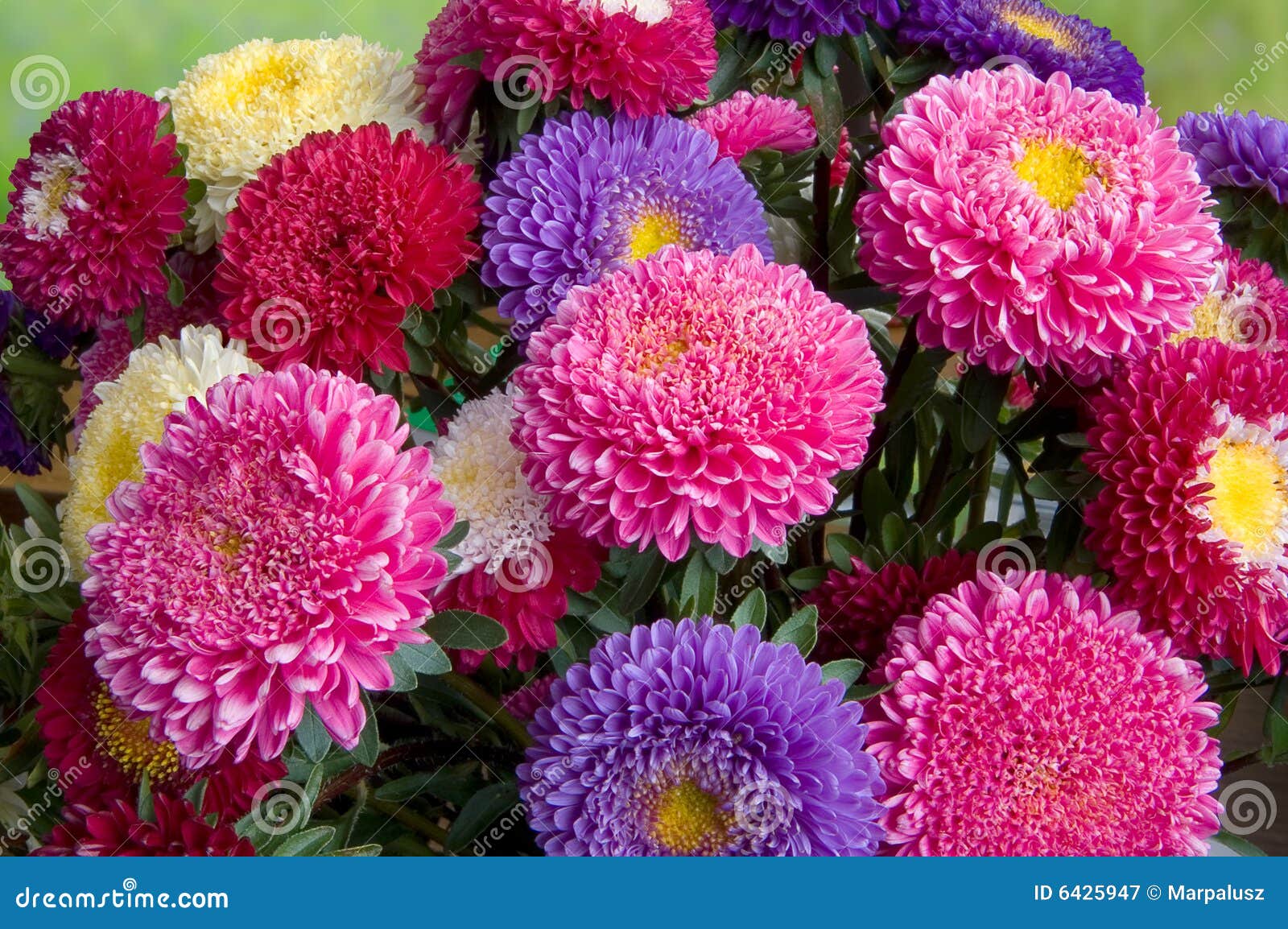 bouquet of fresh asters