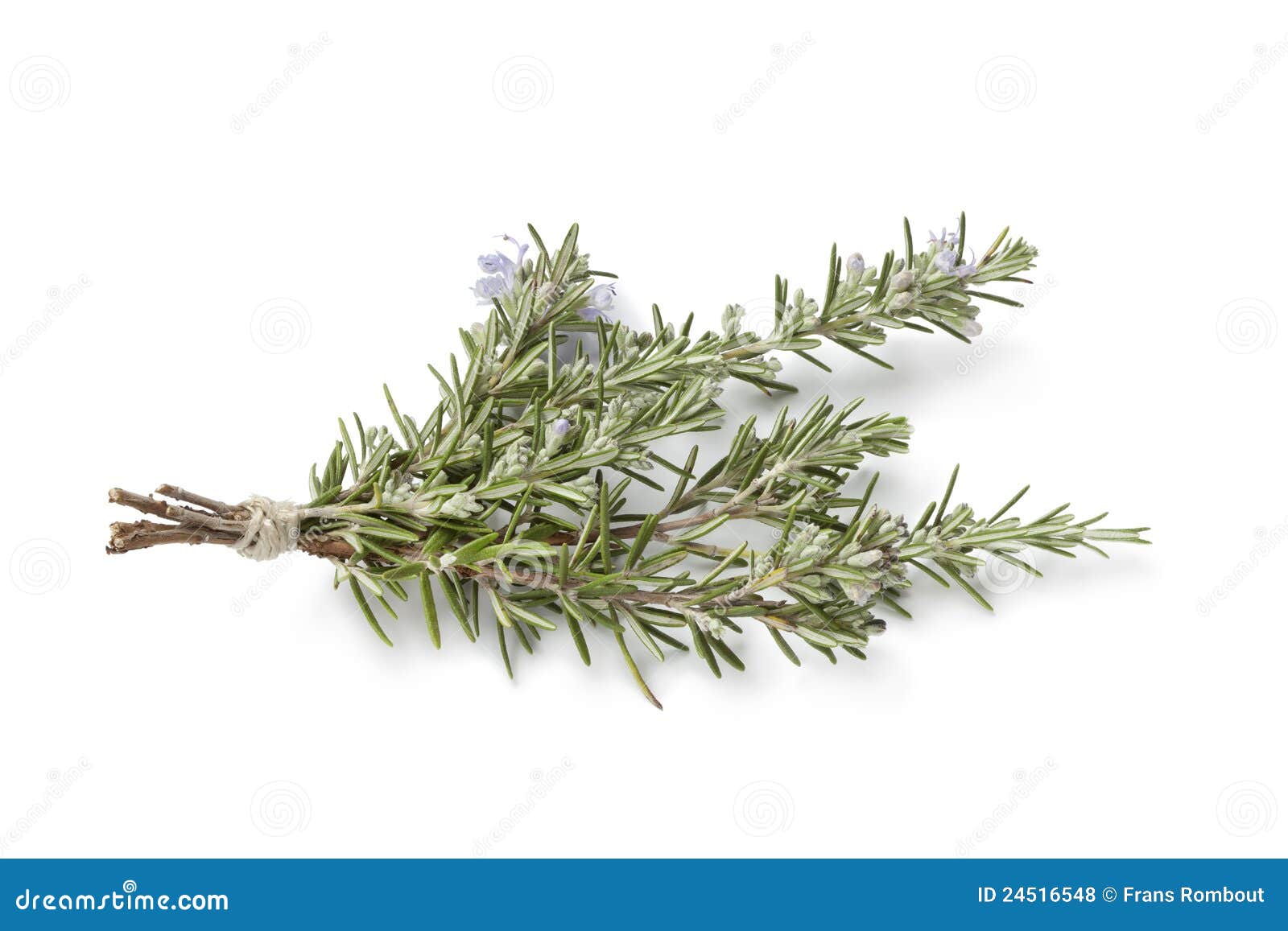 Bouquet Of Fresh Blooming Rosemary Stock Photo Image of horizontal, rosemary 24516548