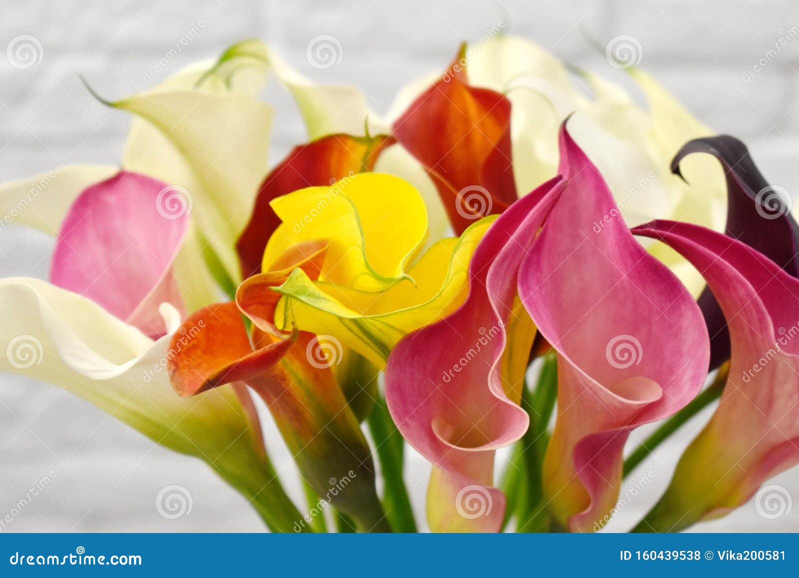Bouquet of Fresh Callas in a Vase Stock Photo - Image of isolated ...