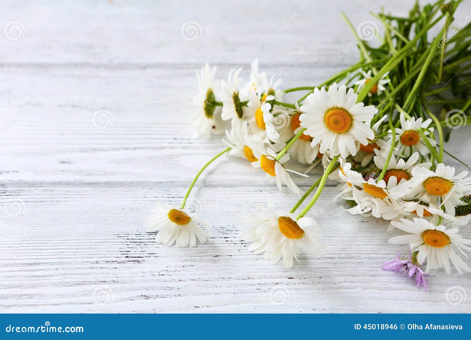 Bouquet of fresh chamomile stock photo. Image of blossom 45018946