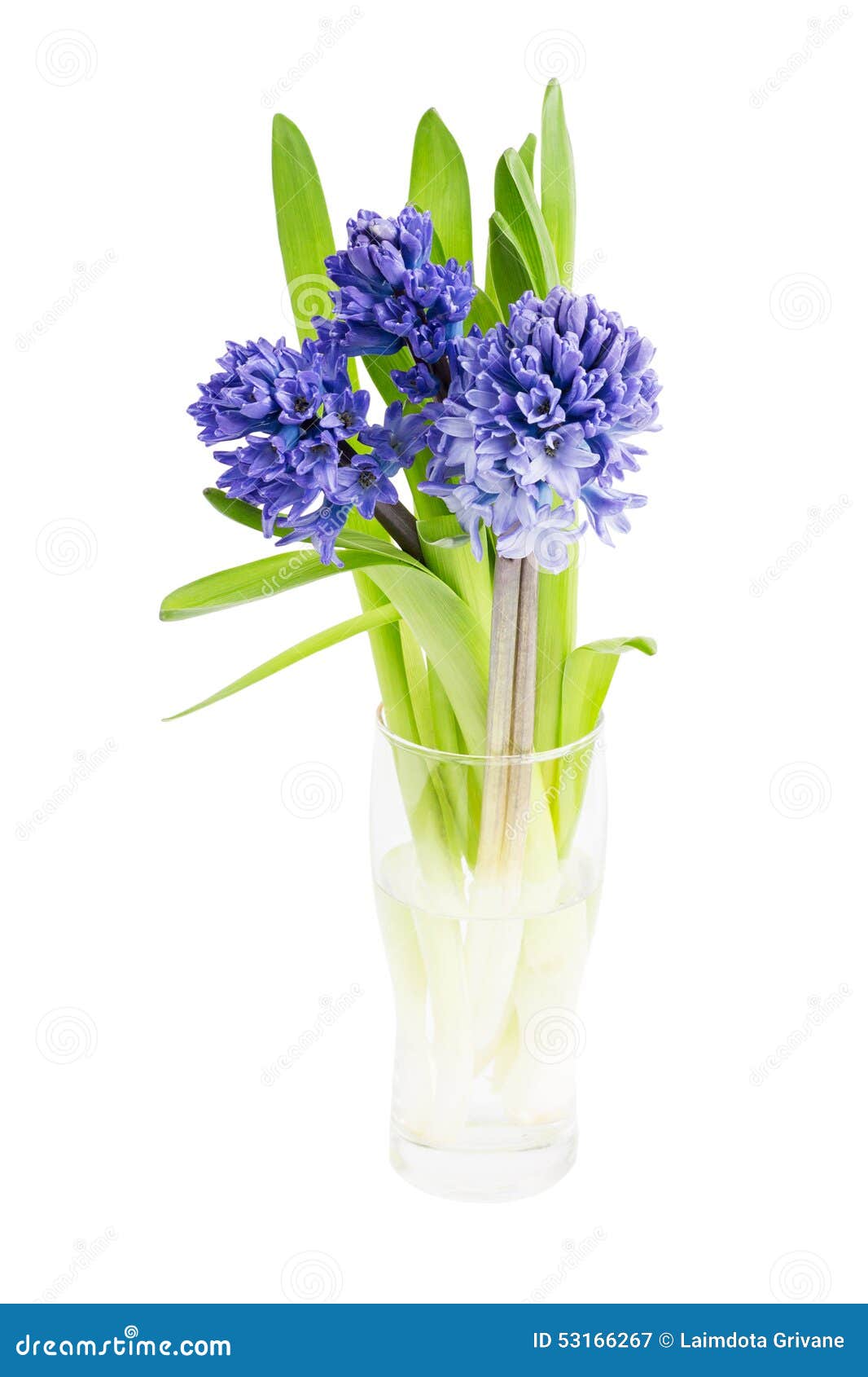 Bouquet of Fresh Hyacinths in Vase Isolated Over White Stock Image
