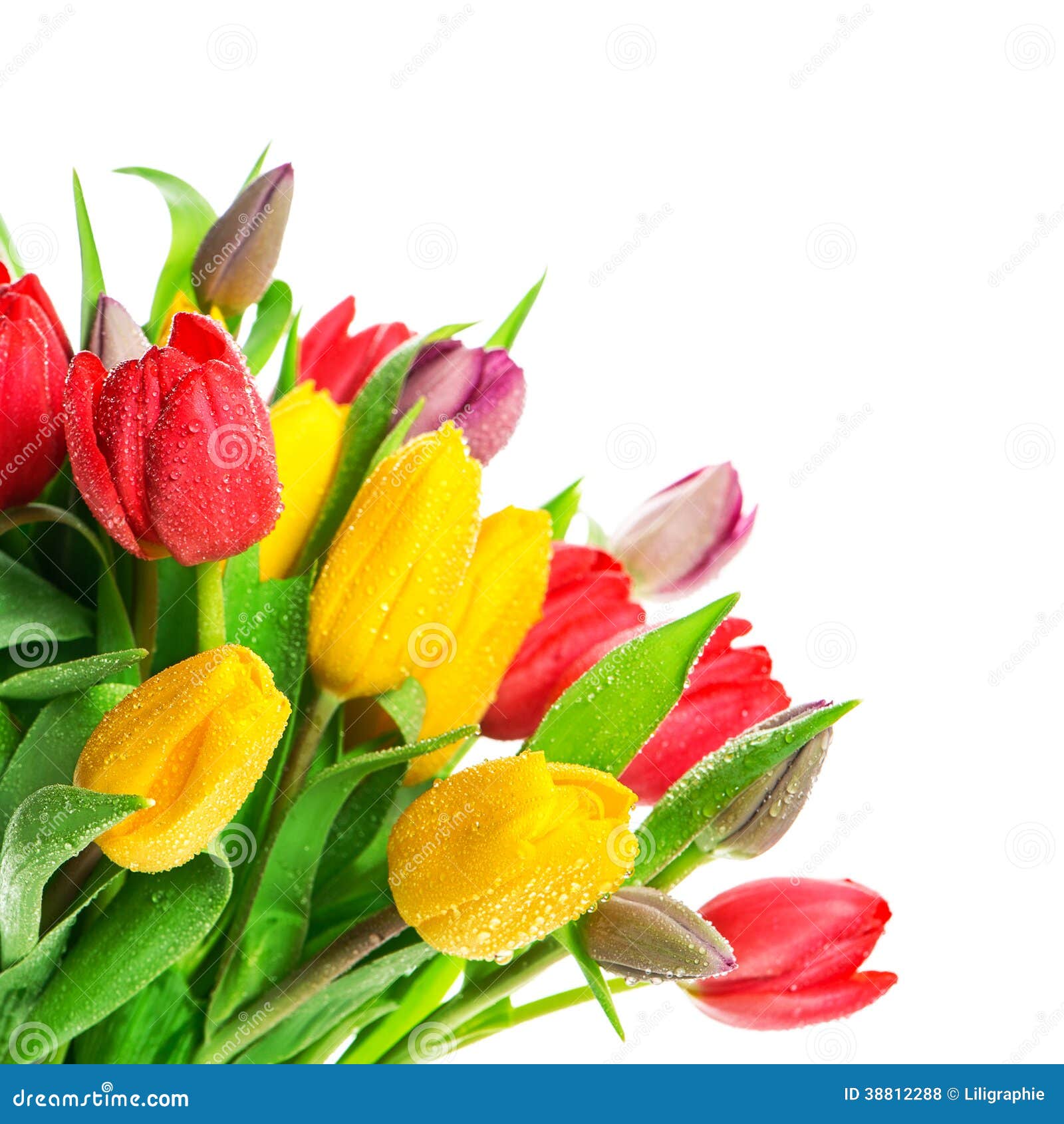 Bouquet Of Fresh Multicolor Tulips Over White Stock Photo - Image of ...