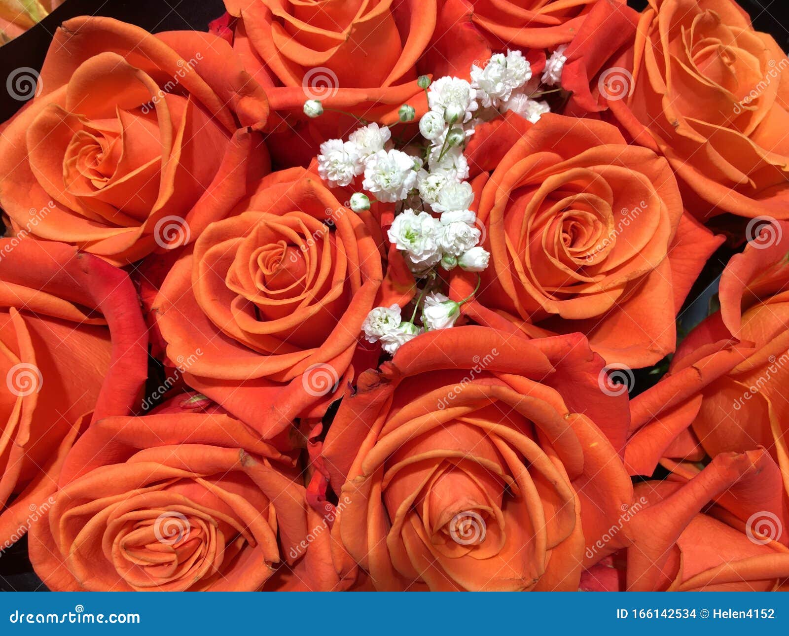 A Bouquet of Fresh Orange Roses Stock Photo - Image of fresh, white ...