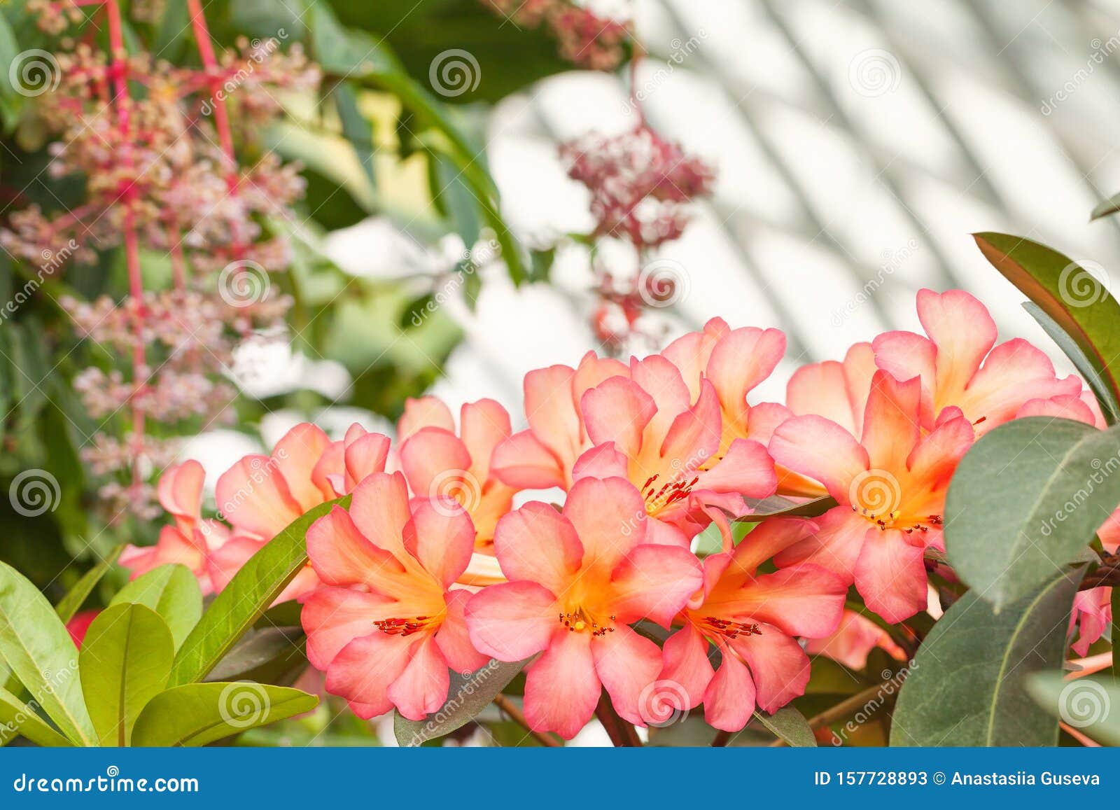 bouquet of hawaiian tropical pink flowers plumeria