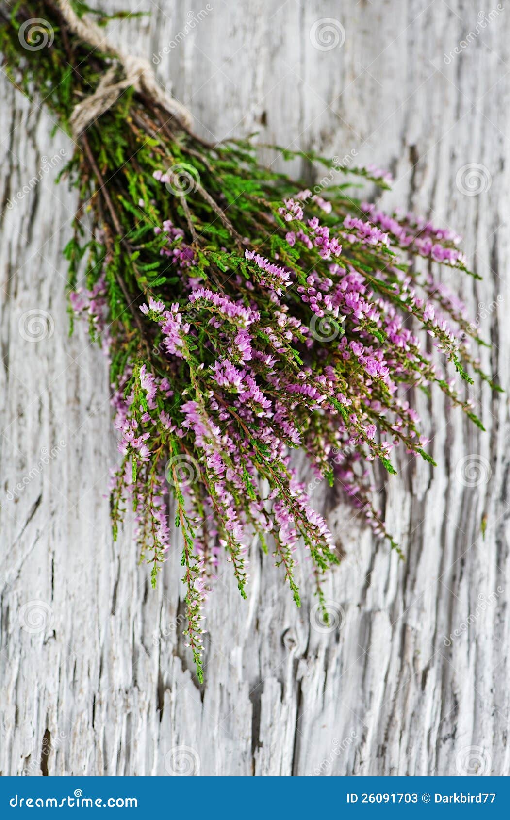 Bouquet of Heather Calluna Vulgaris, Erica, Ling Decorated Satin