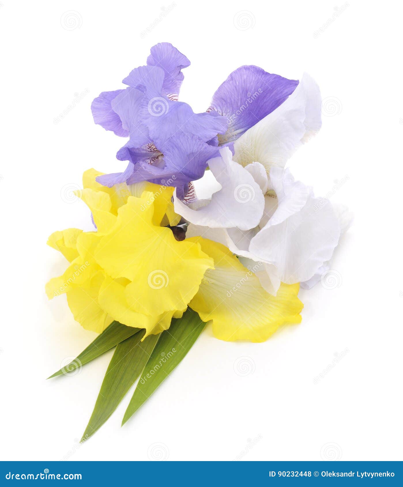 Bouquet of irises. stock photo. Image of plants, studio 90232448