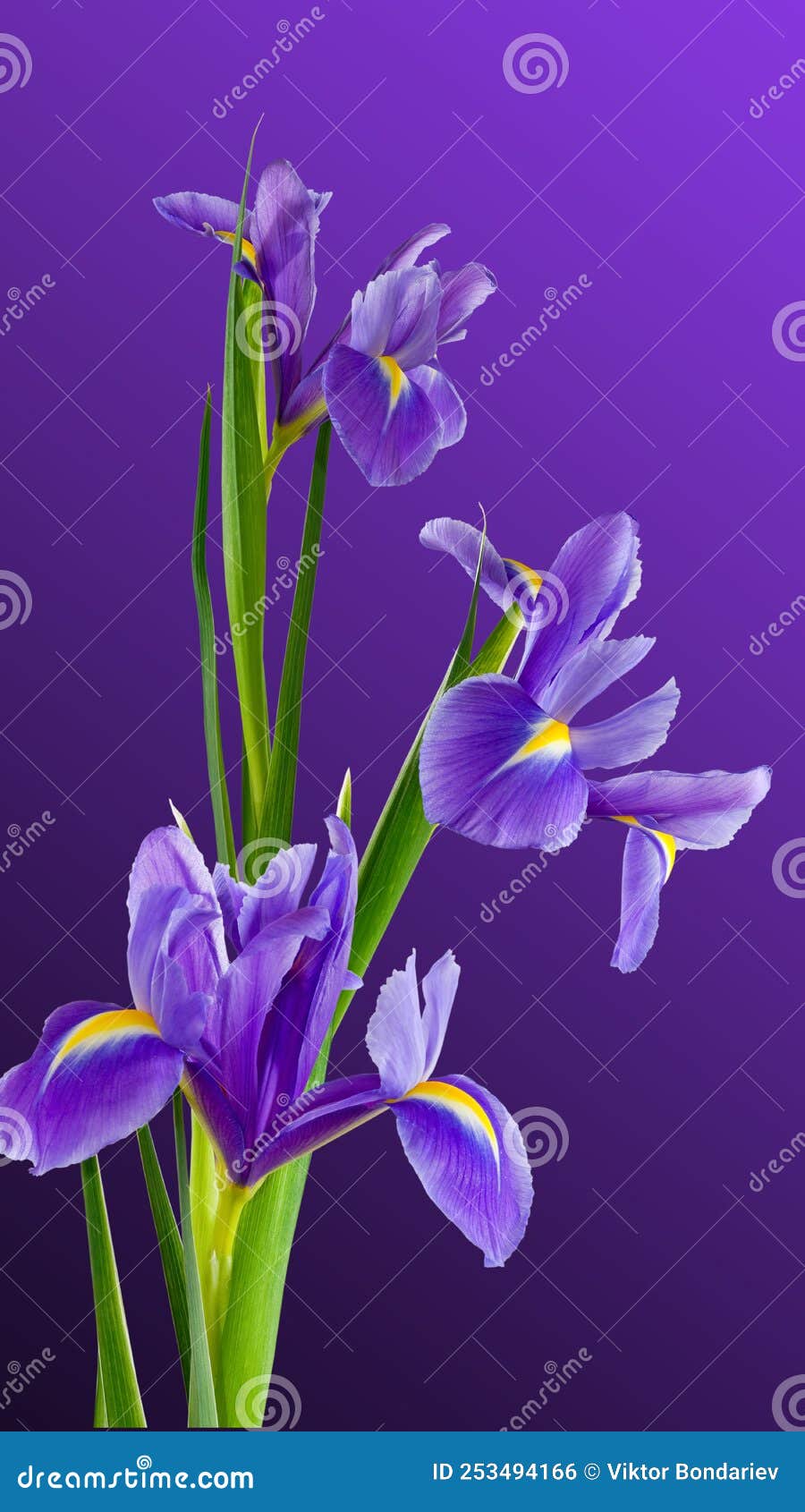Bouquet of Irises on a Purple Background Stock Photo Image of flora