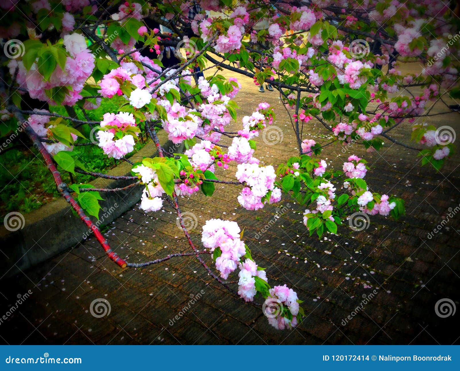 Bouquet Of Japanese Cherry Blossom In Springtime Stock Photo Image Of bouquet-of-japanese-cherry-blossom-in-springtime-stock-photo-image-of