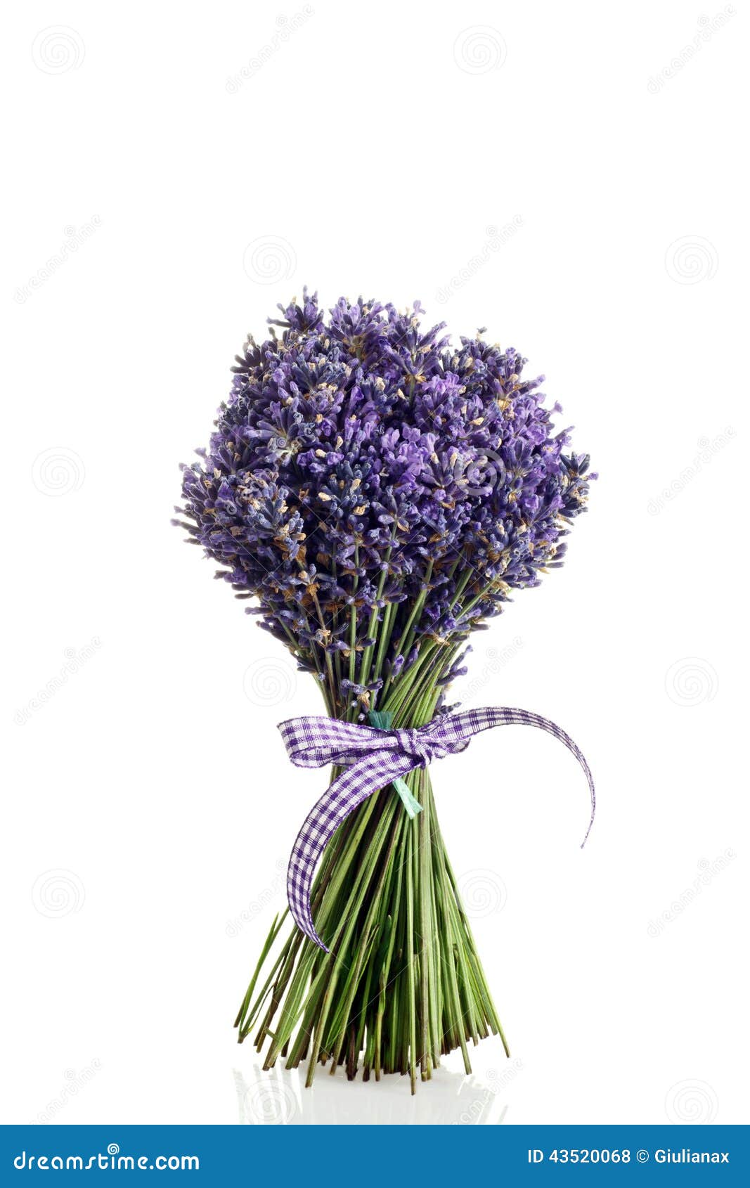 Bouquet of Lavender Flowers Cut Stock Photo Image of lavender, aroma
