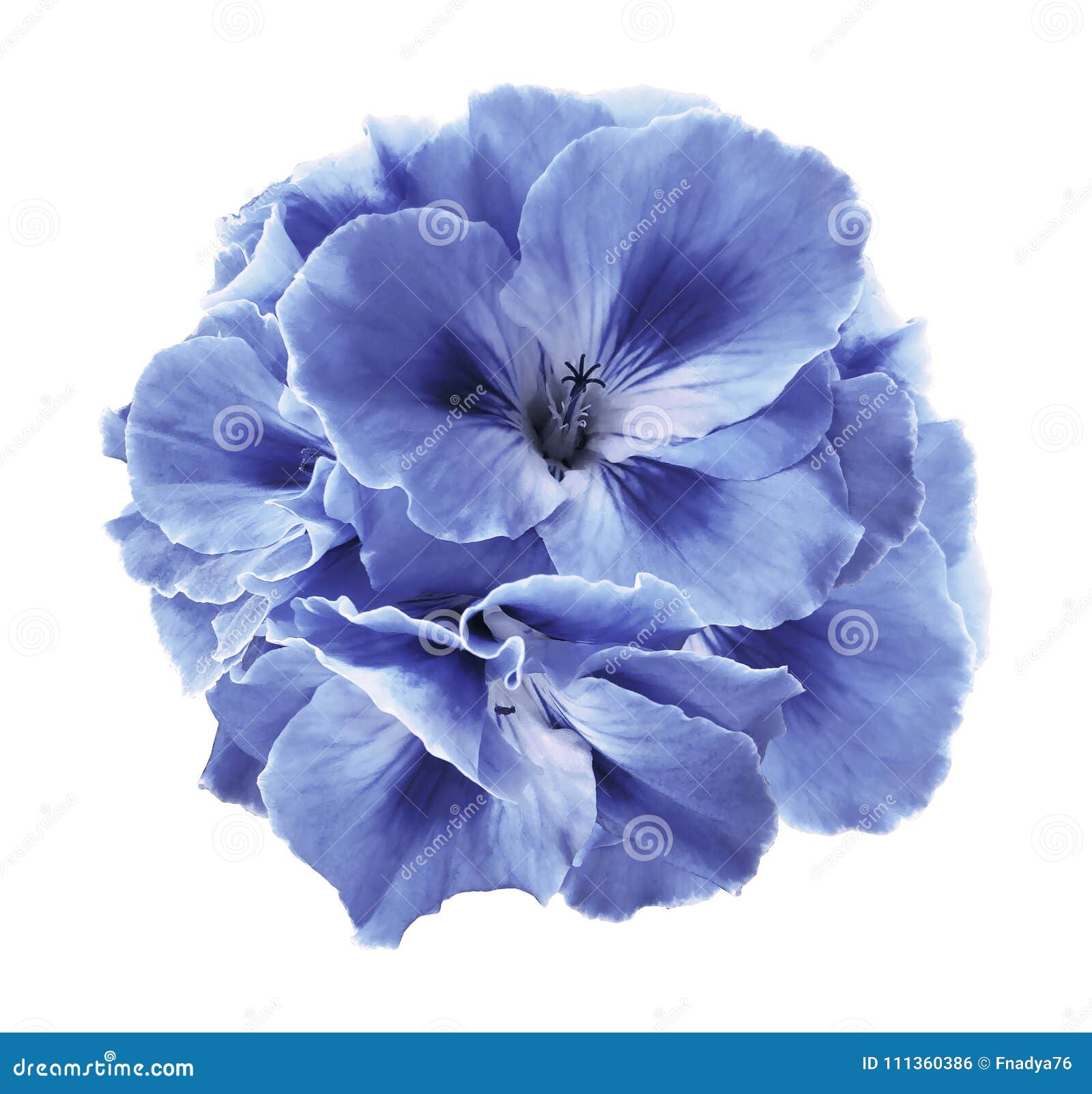 A Bouquet of Light Blue Begonias on a White Isolated Background with  Clipping Path. Close-up without Shadows Stock Photo - Image of flowers,  floral: 111360386