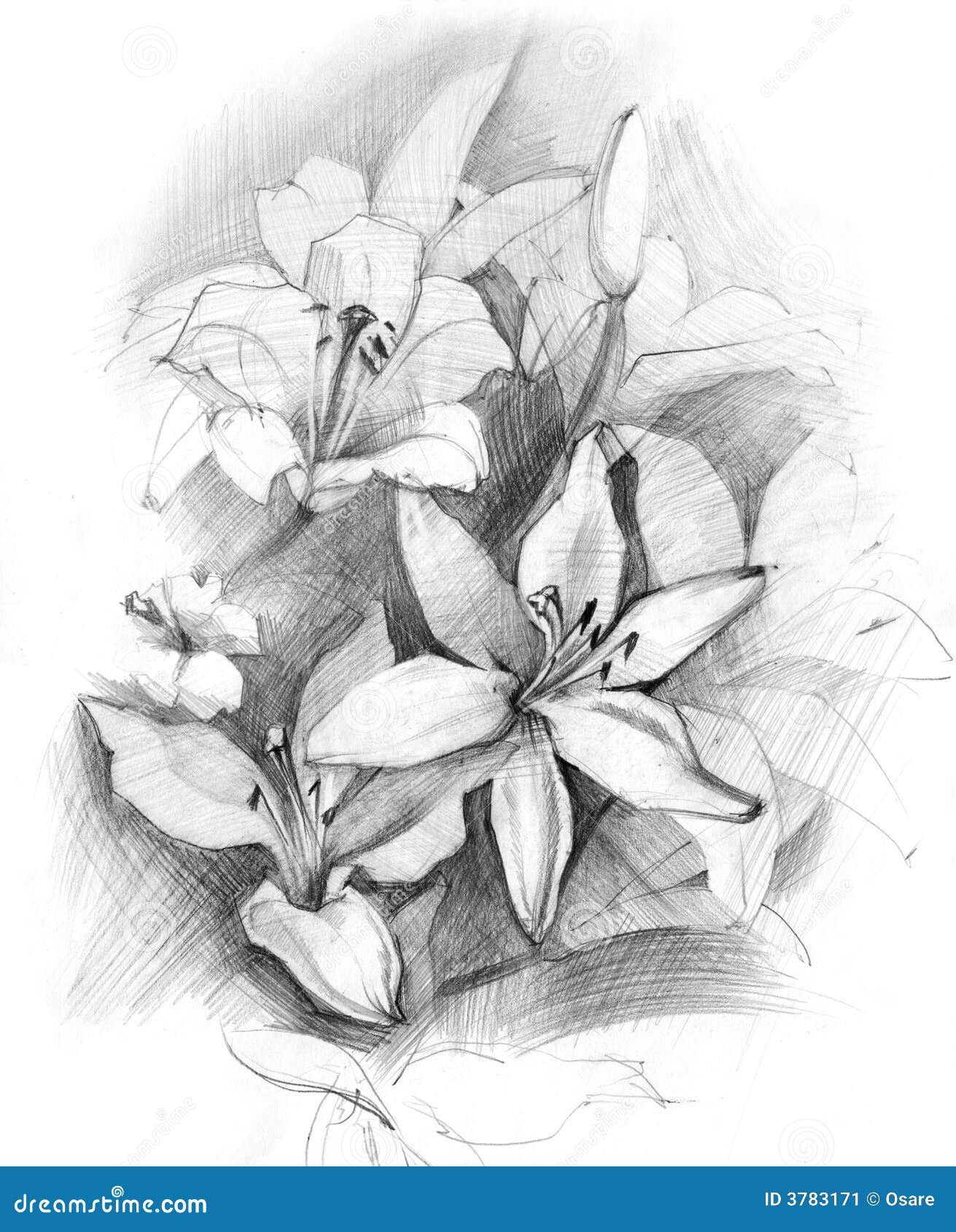 Bouquet Of Lily Stock Illustration Illustration Of Petal