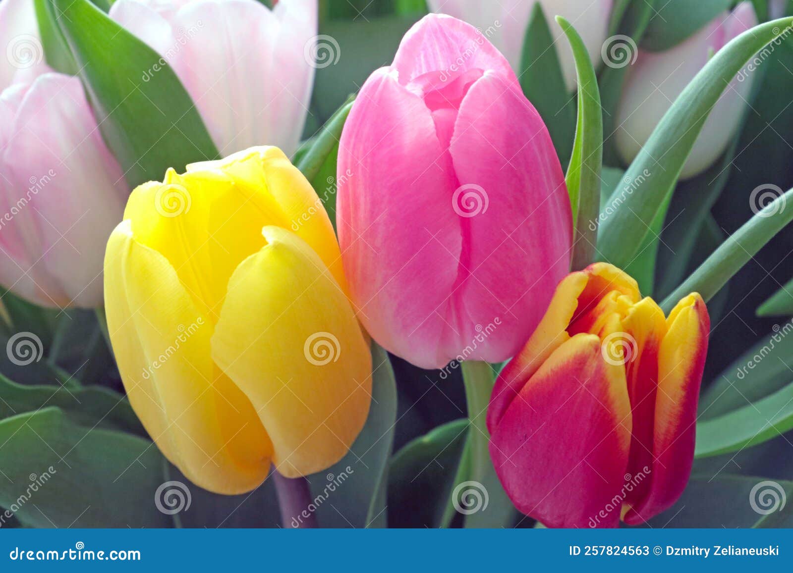 Bouquet of Multicolored Tulips in a Blooming Vase Stock Image Image