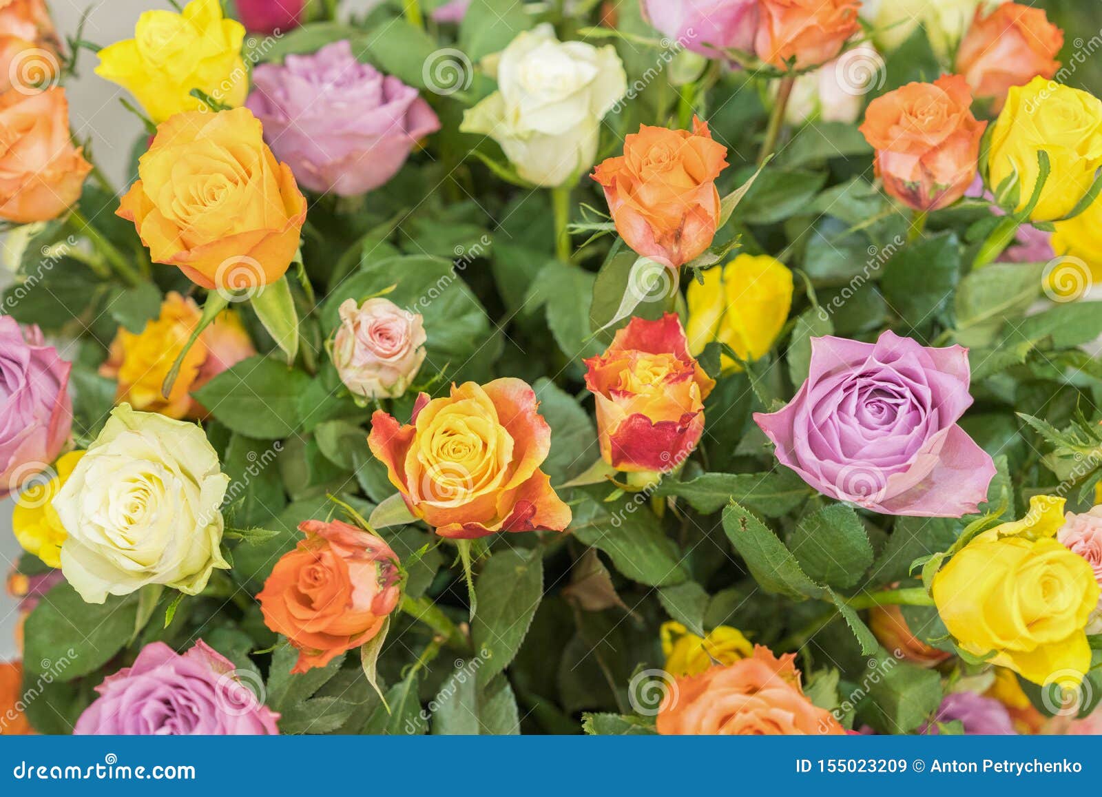 Bouquet Multicolor De Rosas Fundo Natural Das Flores, Foco Suave Fundo De  Flores De Rosas Coloridas, Grupo De Imagem de Stock - Imagem de planta,  flor: 155023209