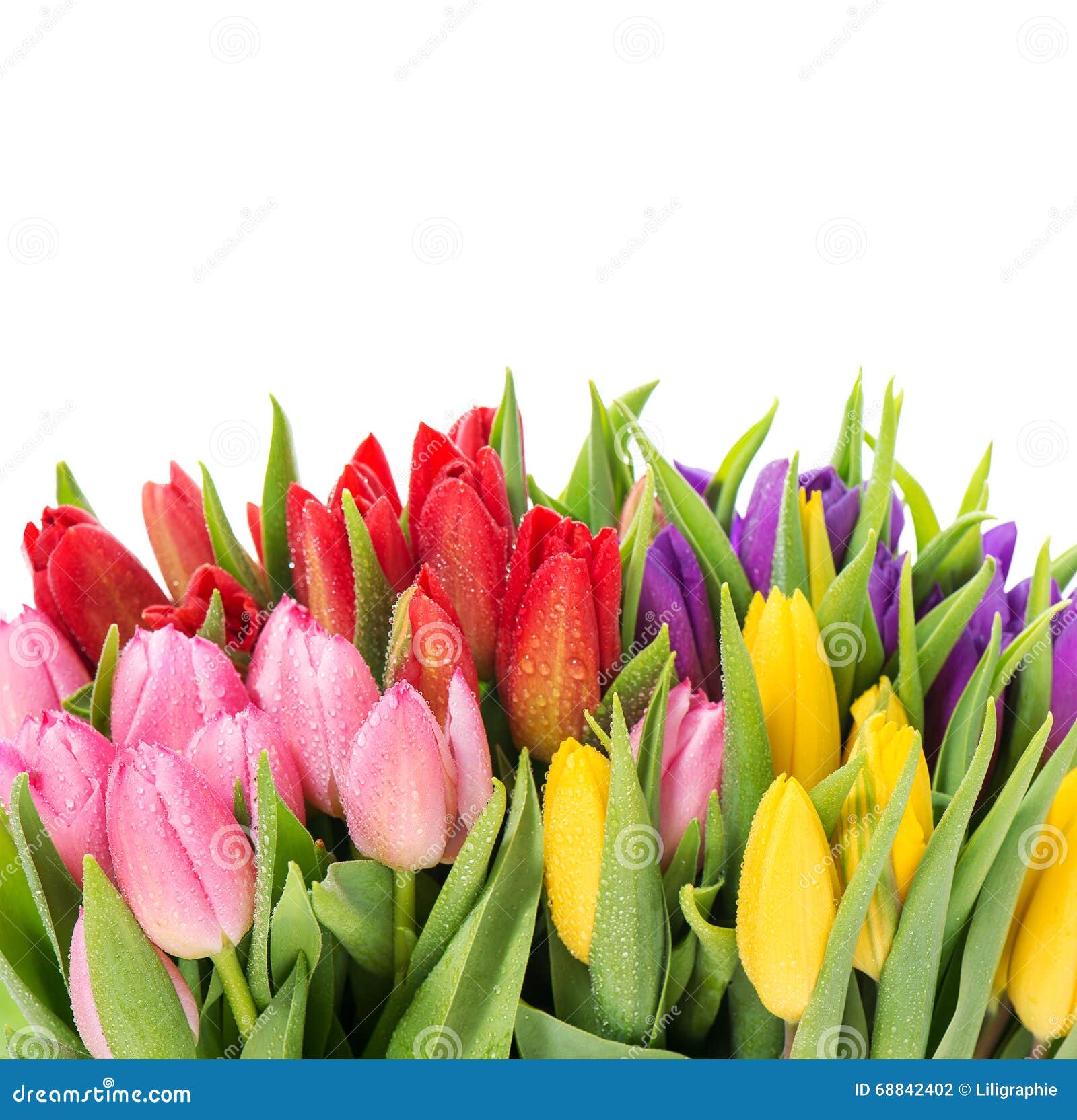 Bouquet of Multicolor Tulips Over White Background Stock Photo - Image ...