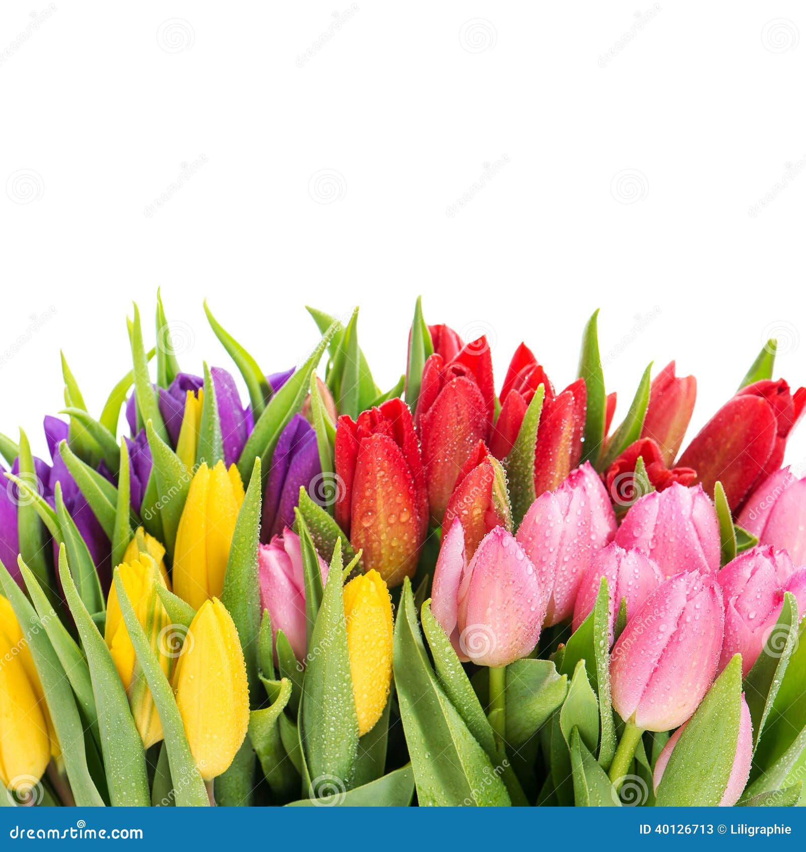 Bouquet of Multicolor Tulips with Water Drops Stock Image - Image of ...