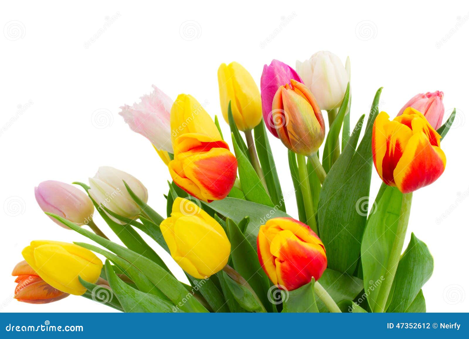 Bouquet of Multicolored Tulip Flowers in White Stock Photo - Image of ...
