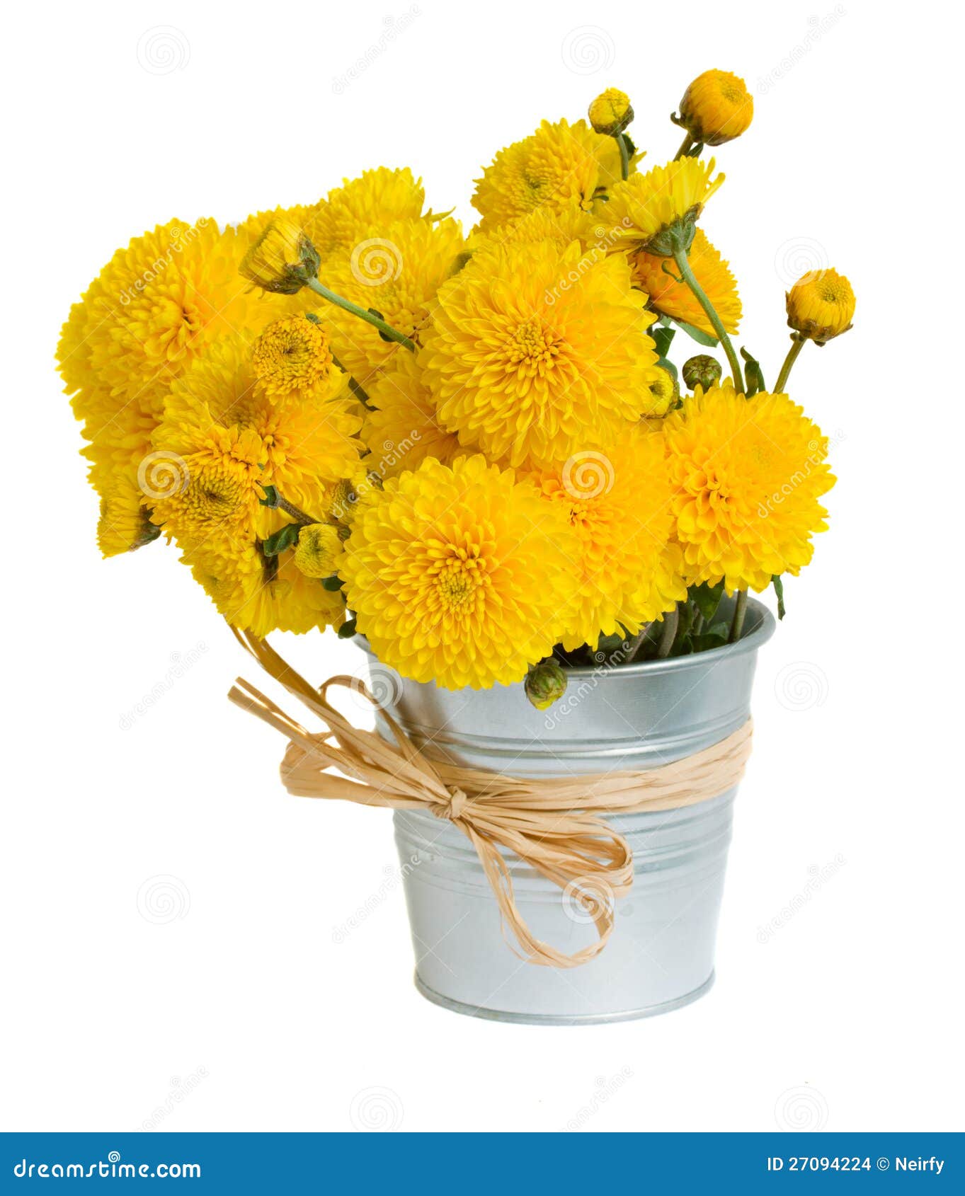 Bouquet of mums in pot stock photo. Image of background 27094224