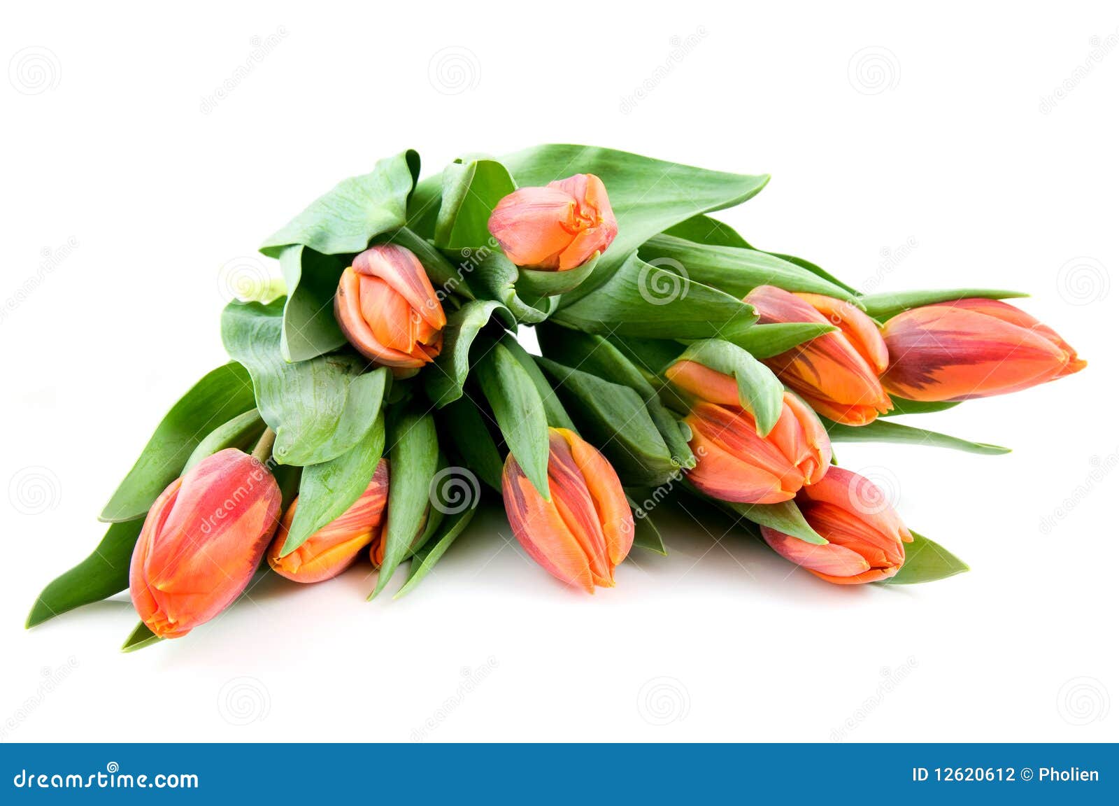 Bouquet orange tulips stock photo. Image of bloom, easter - 12620612