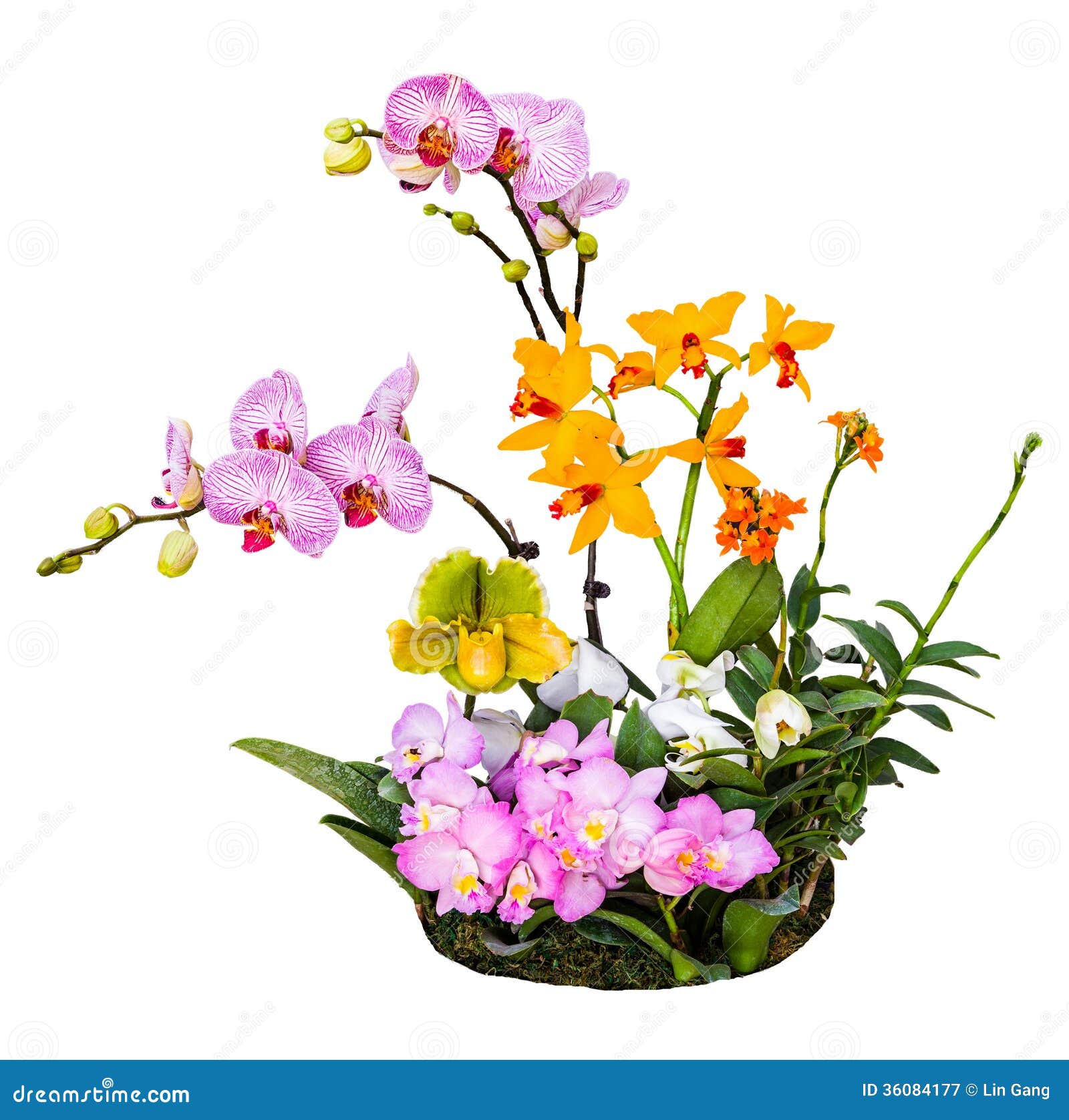 Bouquet of orchids flowers stock image. Image of moth - 36084177