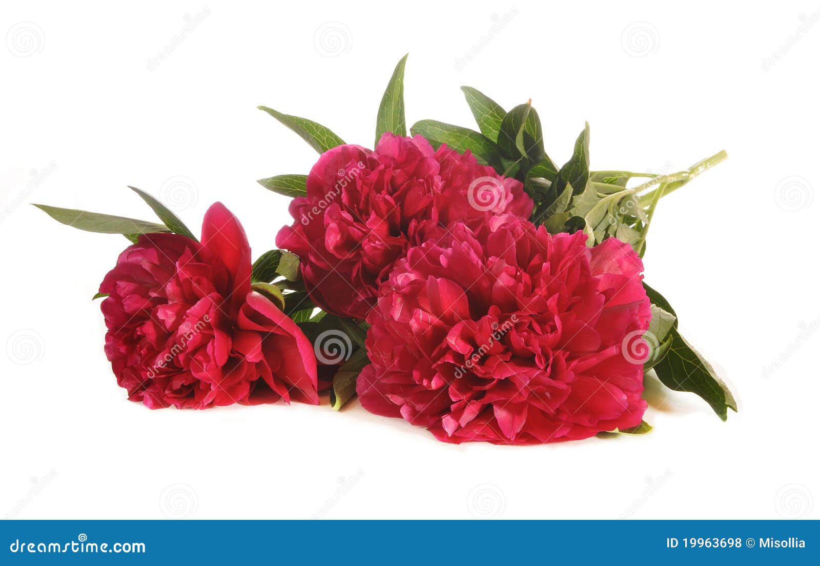 The bouquet of peonies stock photo. Image of crimson - 19963698