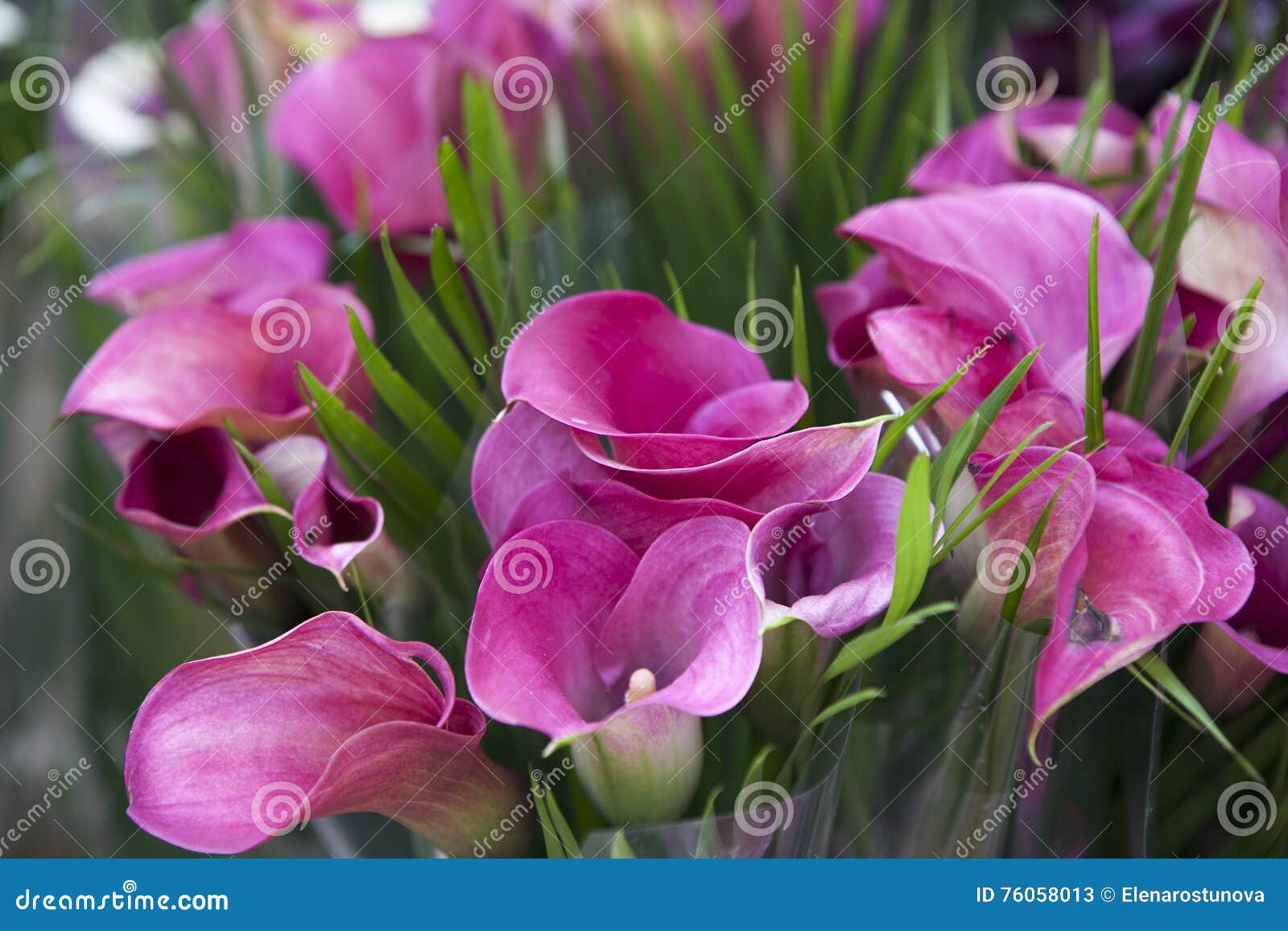 Bouquet of Pink Calla Lilies. Stock Image Image of field, outdoors