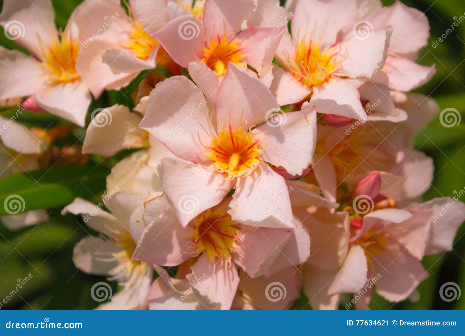 bouquet of pink flowers with closed flowers