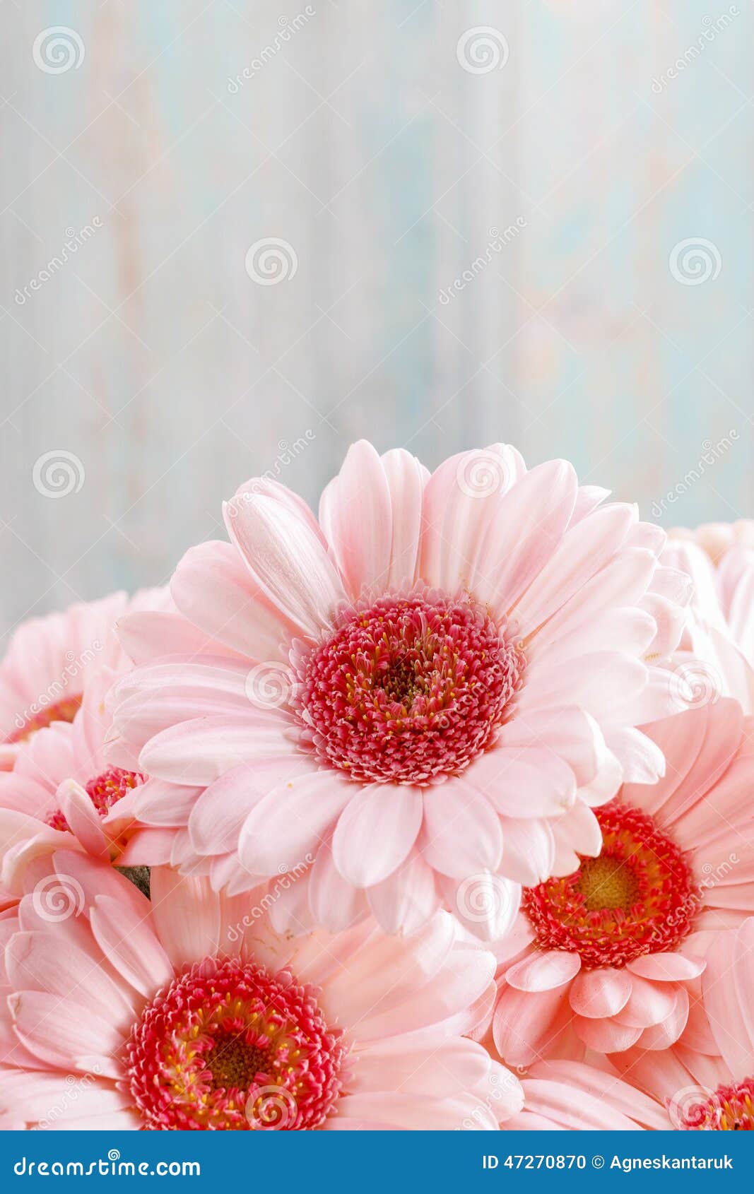 Dark Pink Gerbera Daisies