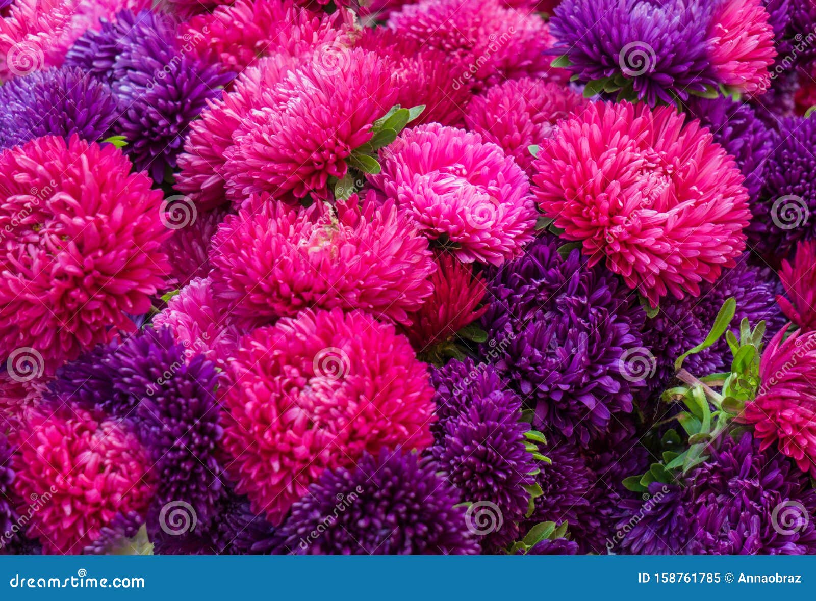 Bouquet of Pink and Purple Asters. Background of Bright Flowers Stock ...