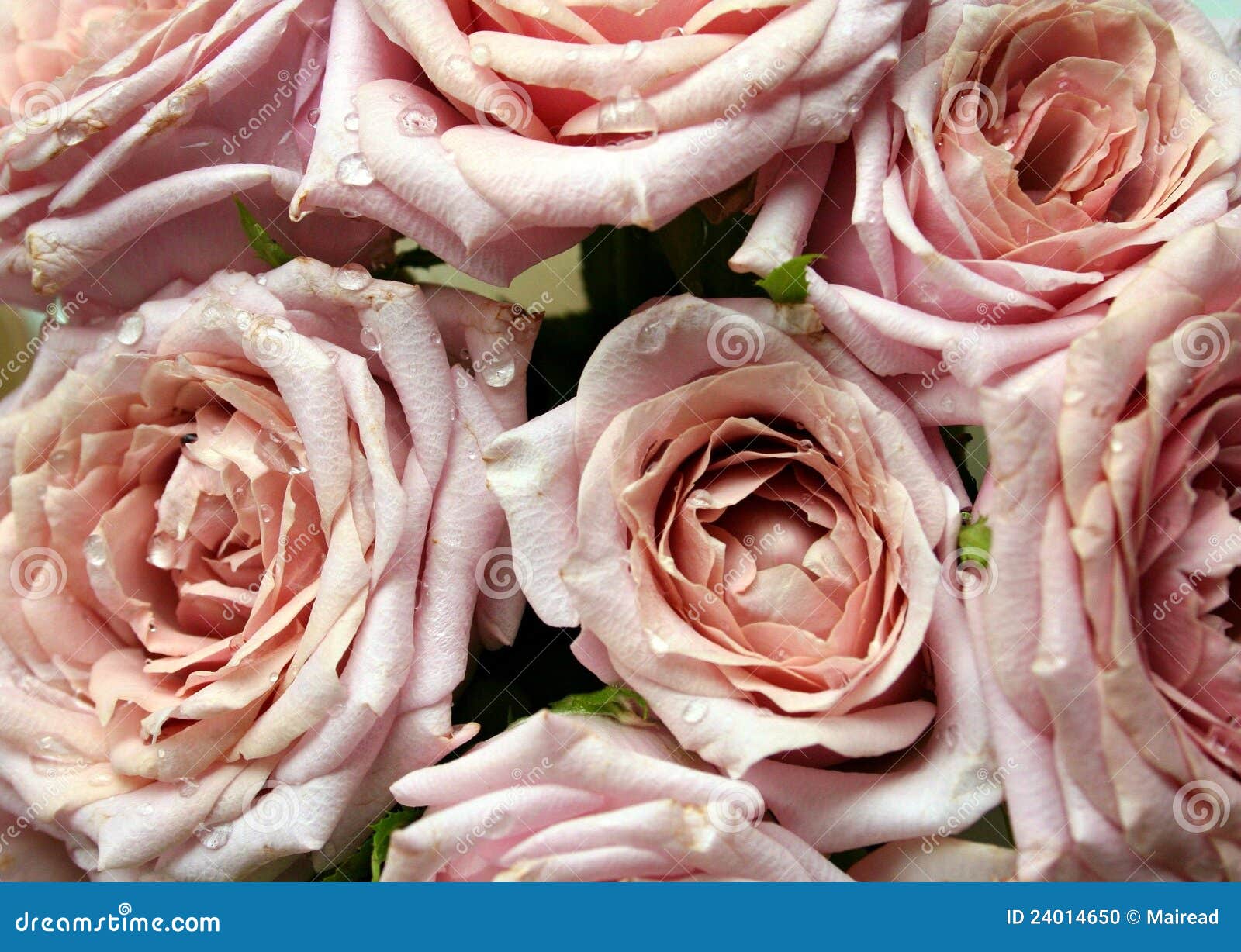 bouquet of pink roses with dew