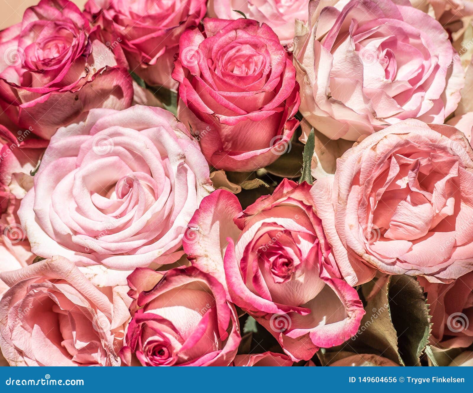 A Bouquet of Pink Roses in Sunlight Stock Photo Image of card, gift