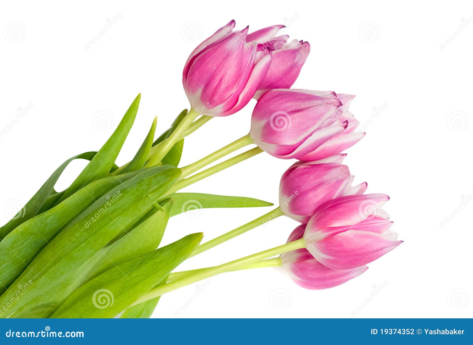 Bouquet of pink tulips stock photo. Image of stem, closeup - 19374352