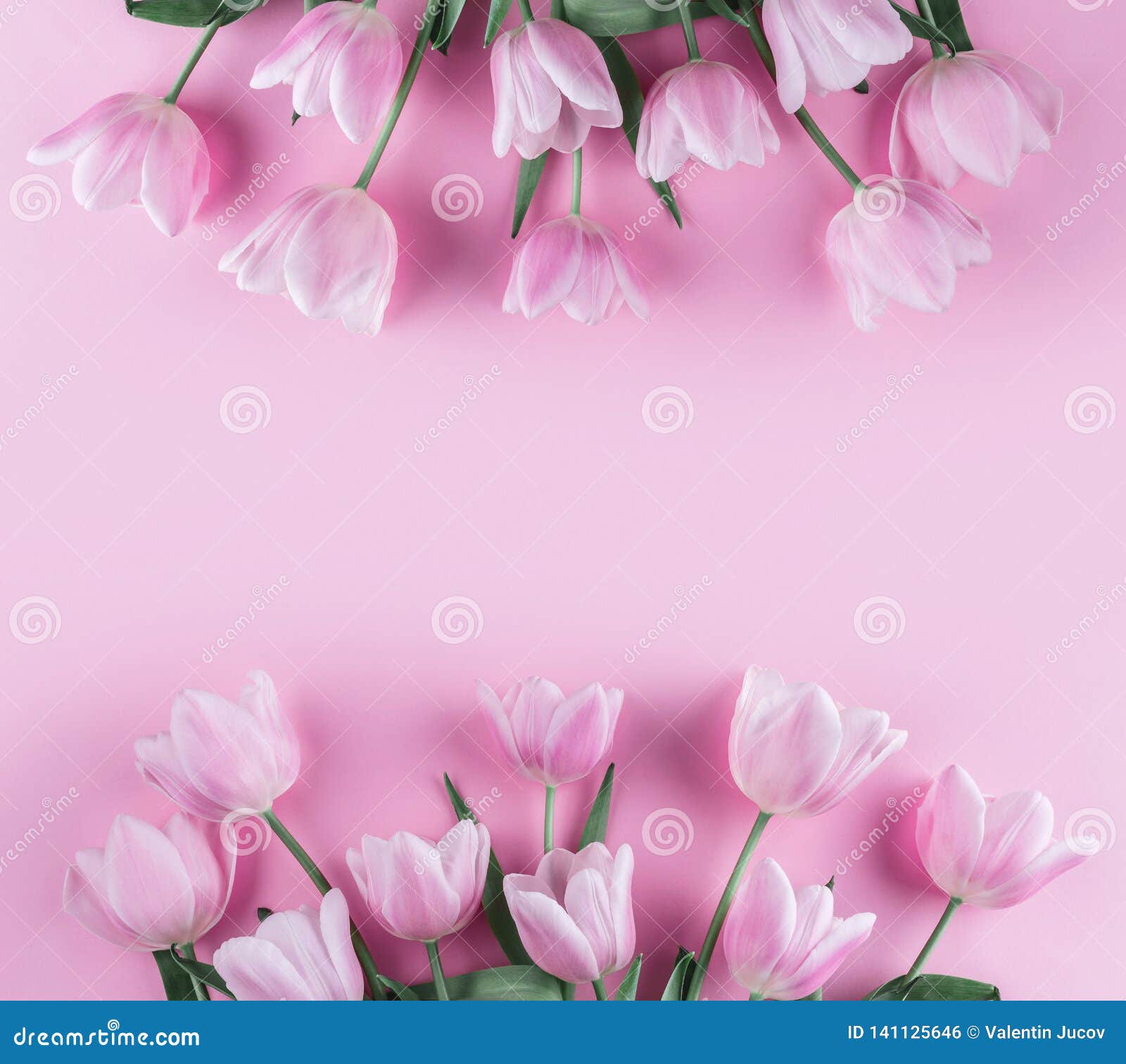 bouquet of pink tulips flowers on pink background. waiting for spring. card for mothers day, 8 march, happy easter. greeting card