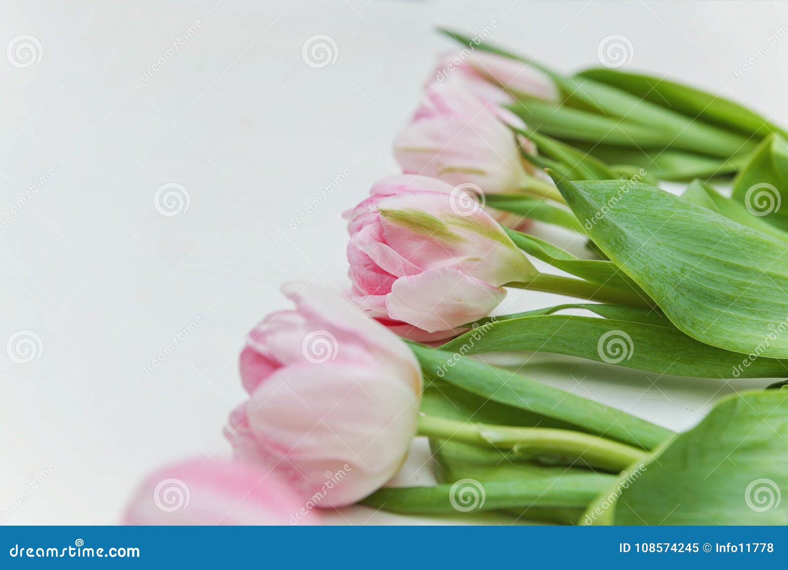 Pink Tulips on a White Wooden Backdrop Stock Image - Image of gift ...