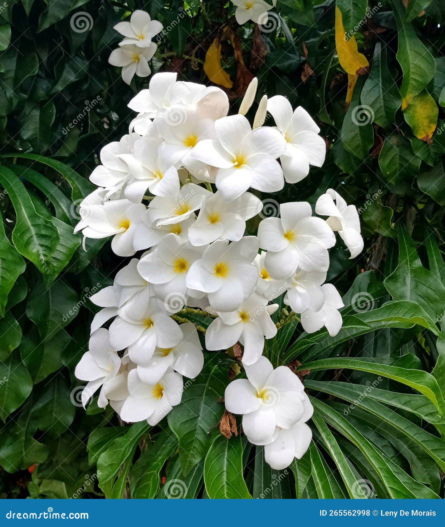 a bouquet of the plumeria pudica flower, originally from venezuela