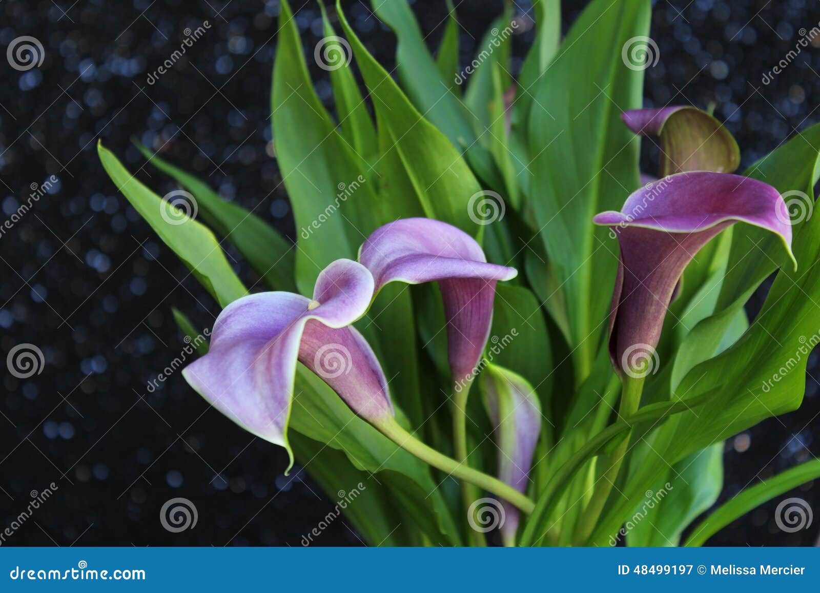 Bouquet of Purple Calla Lilies Stock Image - Image of green, fresh ...