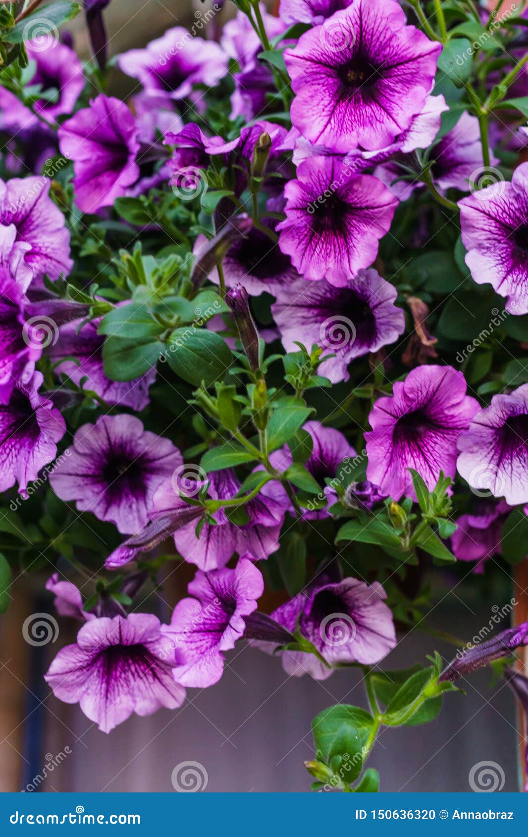 Bouquet of Purple Petunias in a Flower Pot Stock Photo - Image of ...