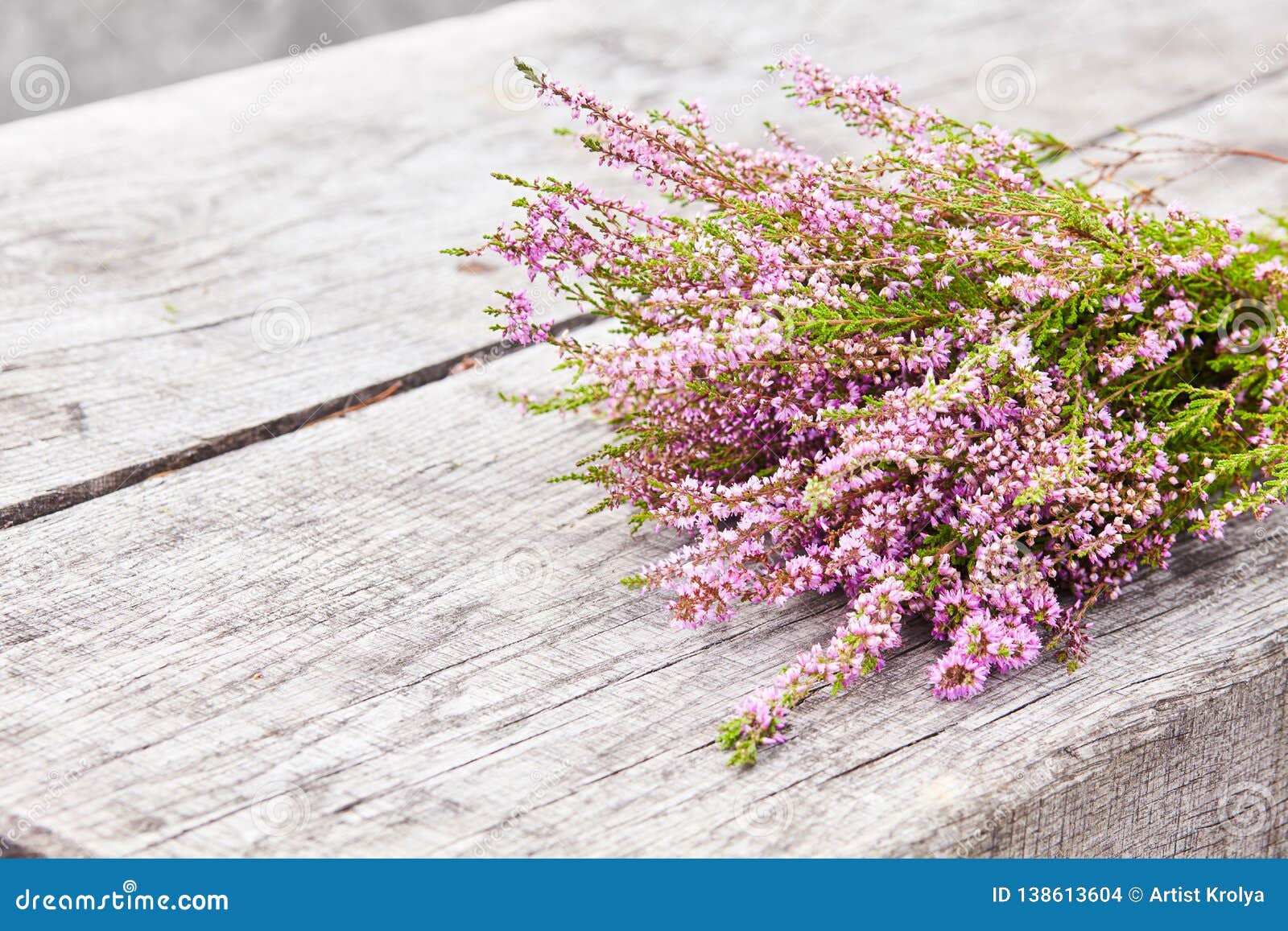 Bunch of purple scotch heather (Calluna vulgaris, erica, ling