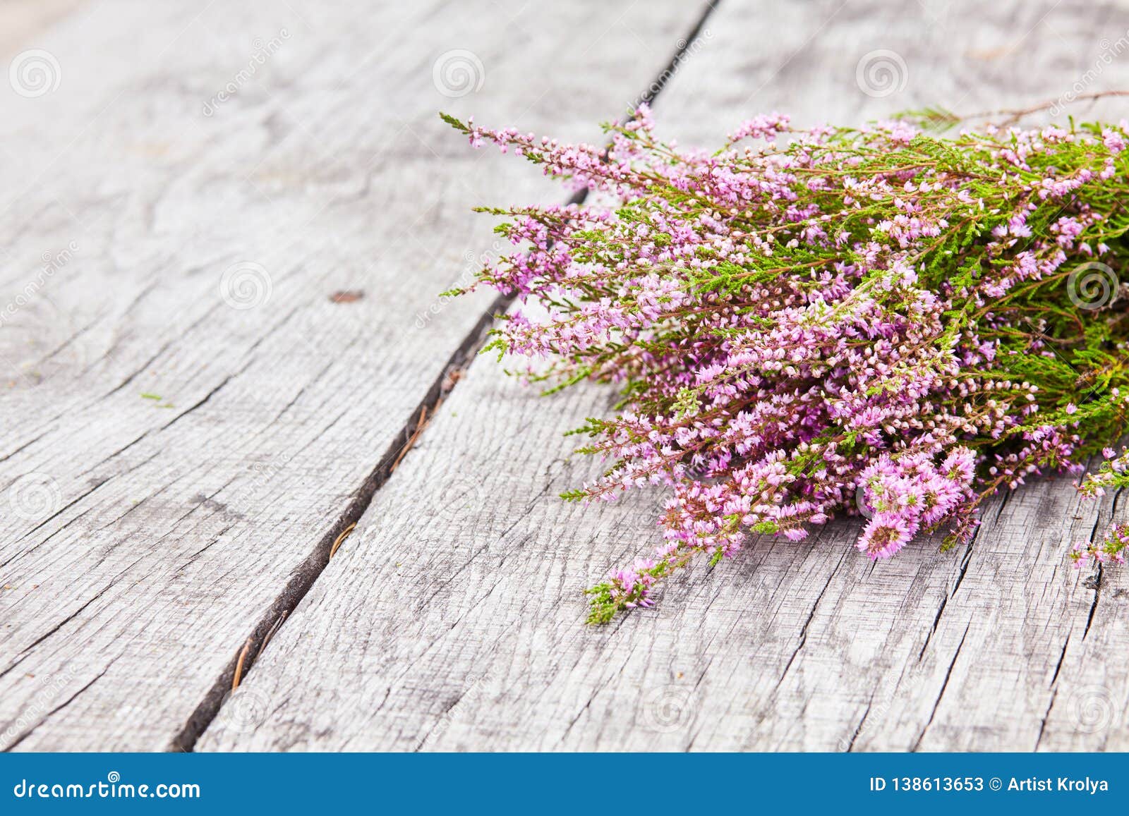 Bunch of Purple Scotch Heather Calluna Vulgaris, Erica, Ling Bush