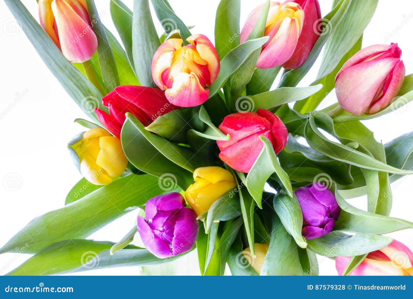 Bouquet of Rainbow Tulips on White Background Stock Photo - Image of ...