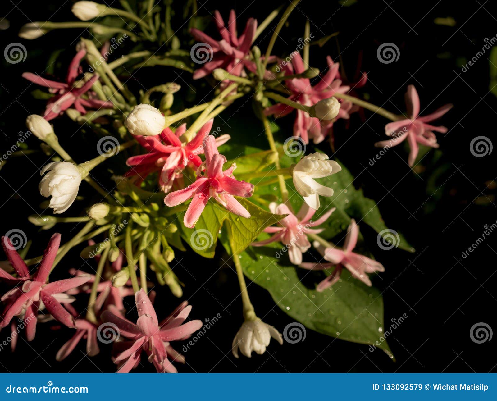 Bouquet of Rangoon Creeper Flowers Blooming after Rain Stock Image