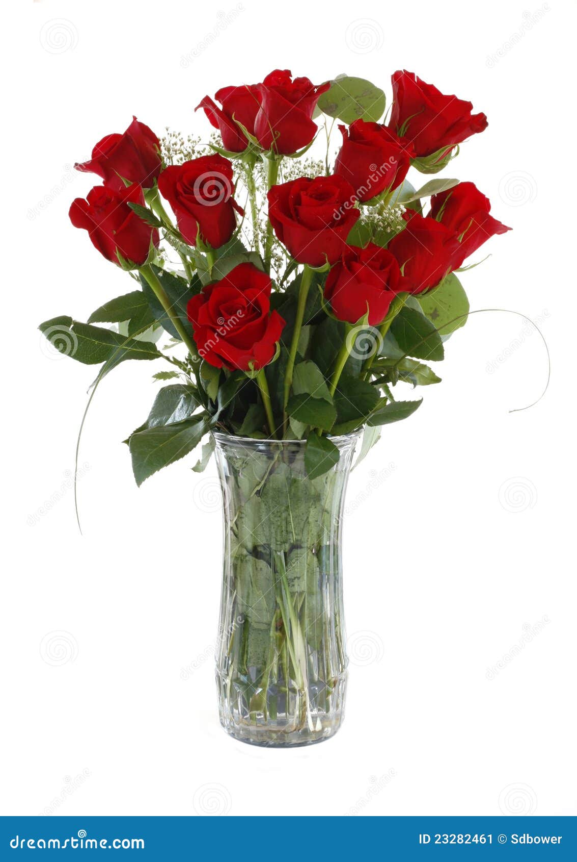 Bouquet of Red Roses Isolated on White Stock Image - Image of bloom ...