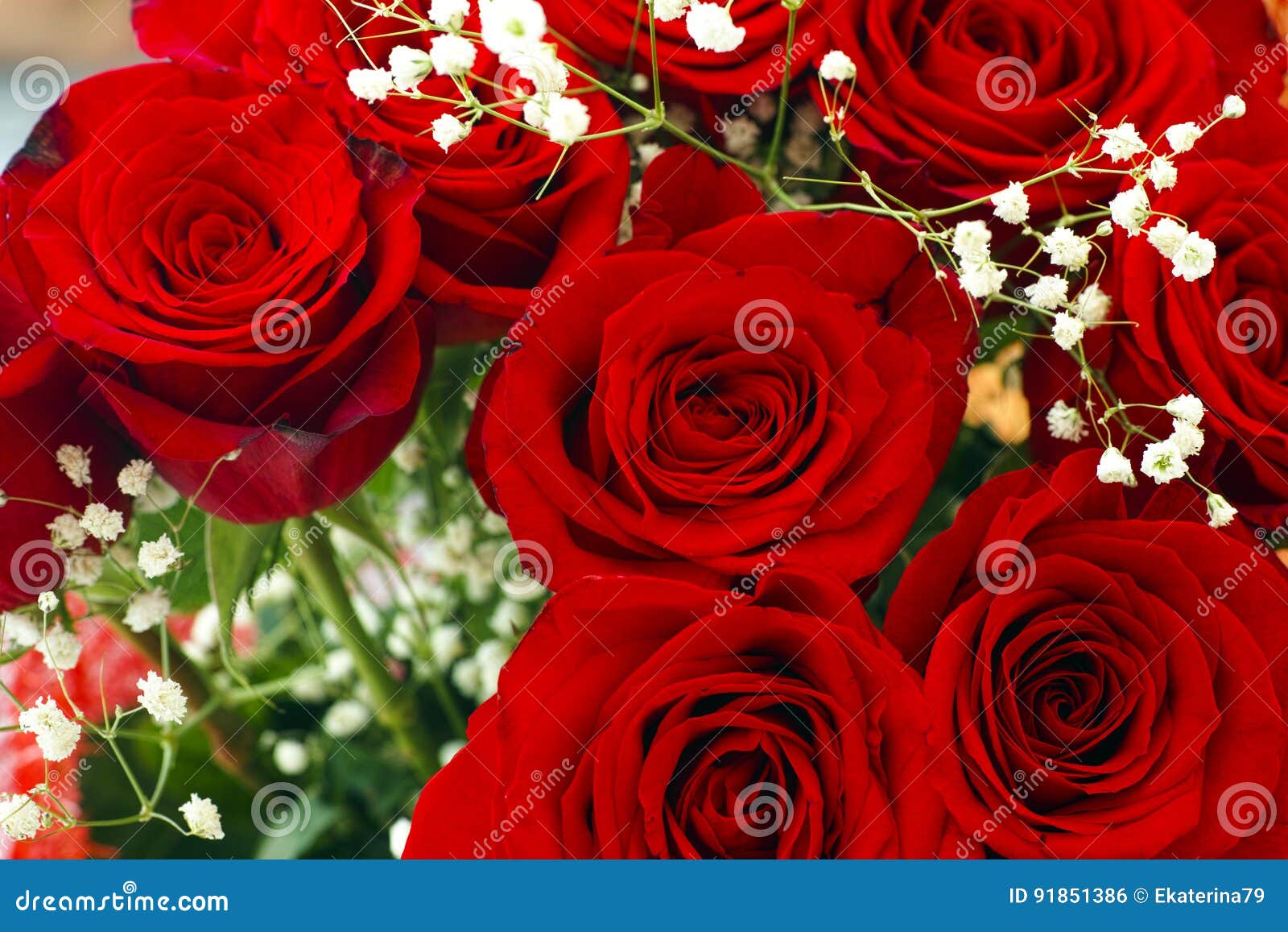 Bouquet of Red Roses and Small White Flowers Stock Photo Image of