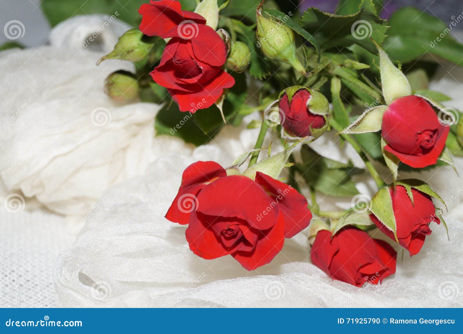 Bouquet of red roses stock photo. Image of blooming, silk - 71925790