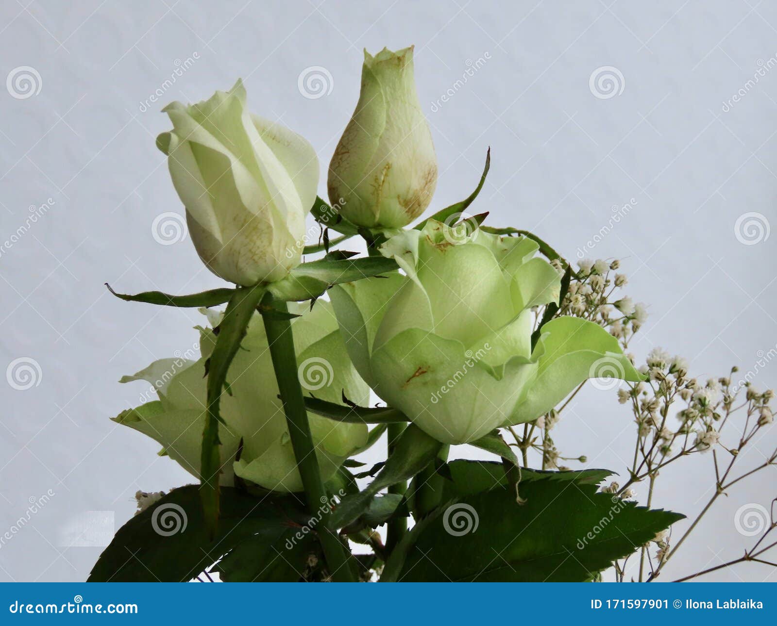 Bouquet rose blanche image stock. Image du rose, centrale - 171597901