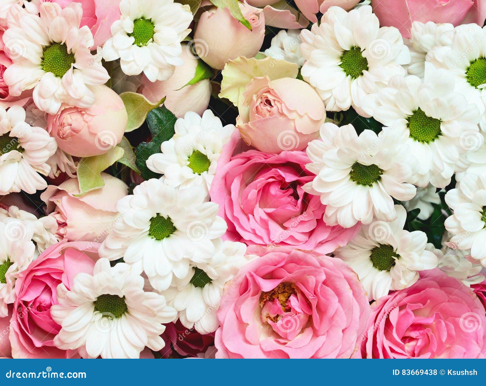 Bouquet Rose De Roses Et De Fleurs De Marguerite Blanche Photo stock -  Image du aster, offre: 83669438