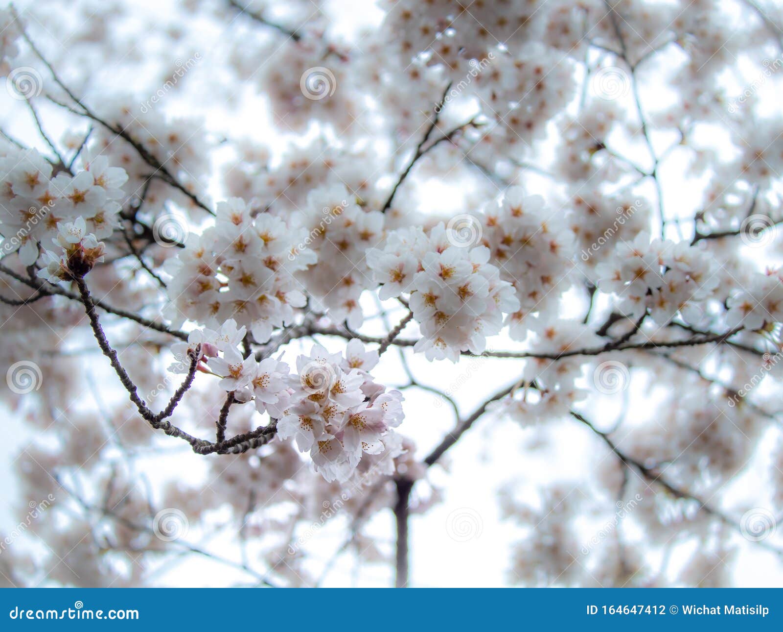 Bouquet of Sakura Flowers Blooming Stock Photo Image of hang